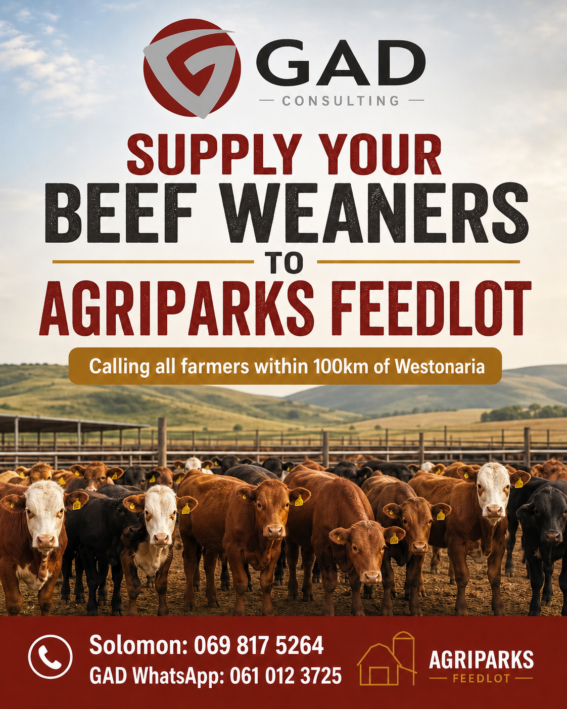 Supply your beef weaners to AgriParks Feedlot poster